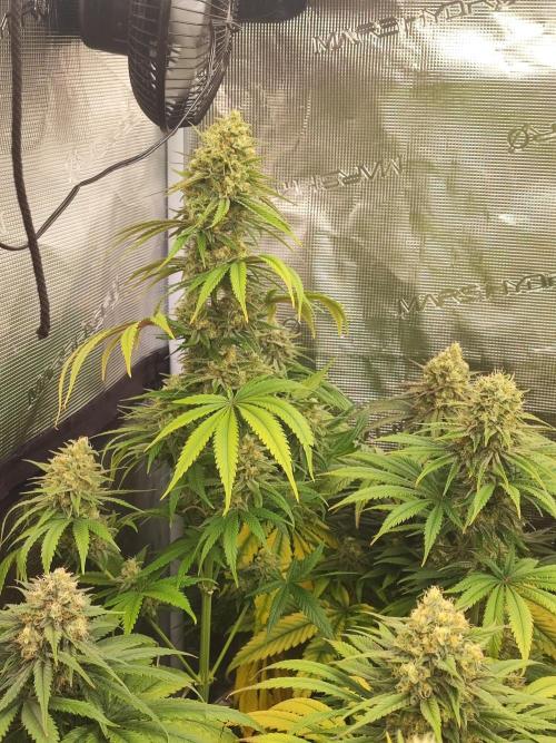 Amnesia HyPro feminized. Week 11