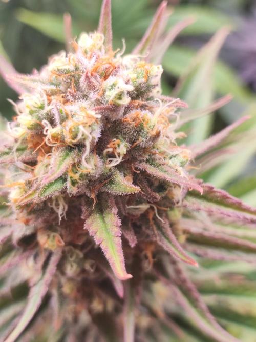 Amnesia HyPro feminized. Week 11