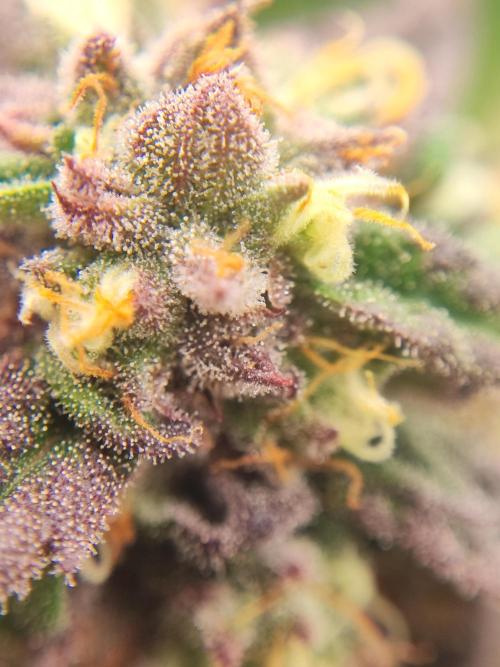 Amnesia HyPro feminized. Week 11