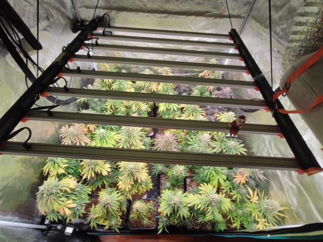 Amnesia HyPro feminized. Week 12