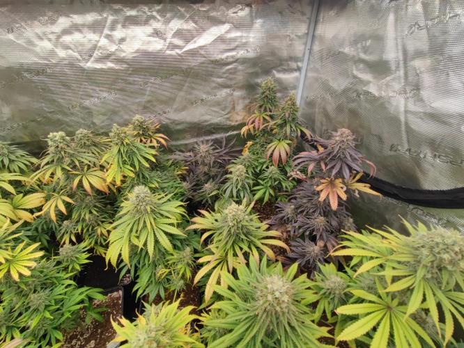 Amnesia HyPro feminized. Week 12