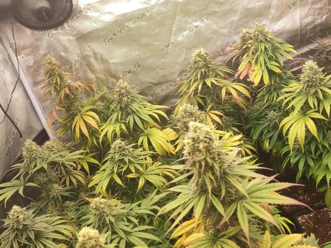 Amnesia HyPro feminized. Week 12