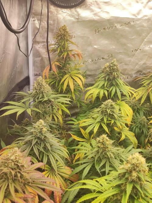 Amnesia HyPro feminized. Week 12