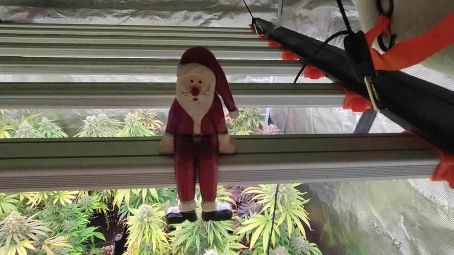 Amnesia HyPro feminized