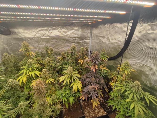 Amnesia HyPro feminized. Week 12