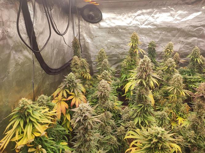 Amnesia HyPro feminized. Week 12