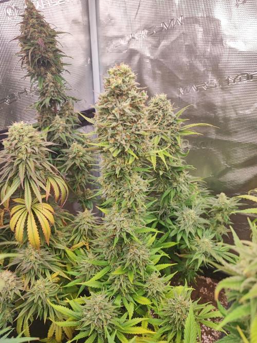 Amnesia HyPro feminized. Week 12