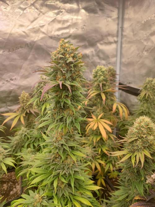 Amnesia HyPro feminized. Week 12