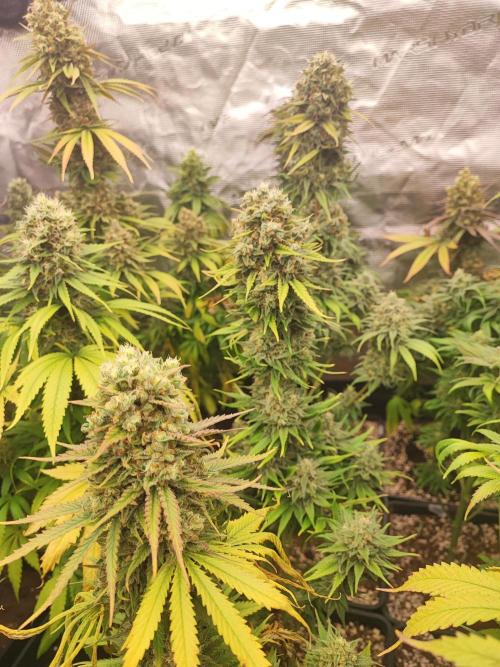 Amnesia HyPro feminized. Week 12