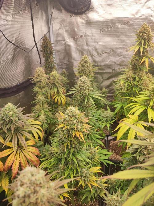 Amnesia HyPro feminized. Week 12