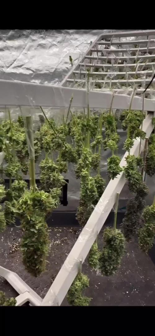 Amnesia HyPro feminized