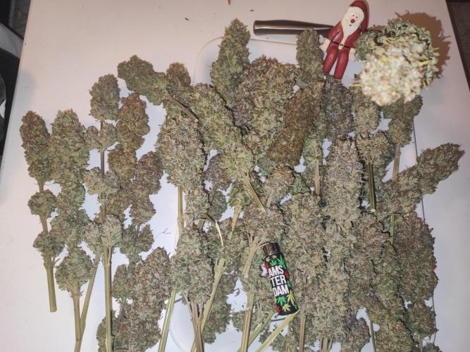 Amnesia HyPro feminized. Week 13