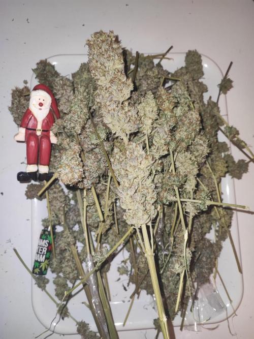 Amnesia HyPro feminized. Week 13