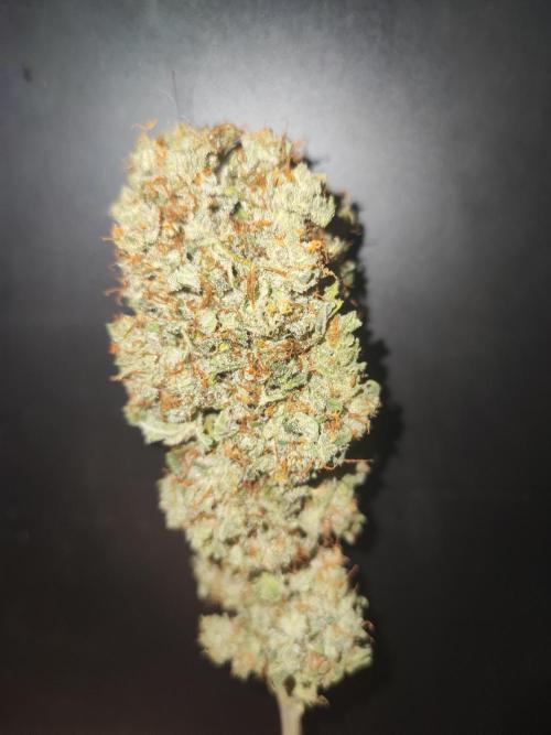 Amnesia HyPro feminized. Week 13