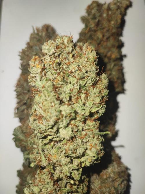 Amnesia HyPro feminized. Week 13