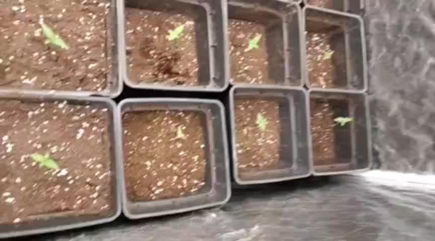 Limoncello Barneys's Farm