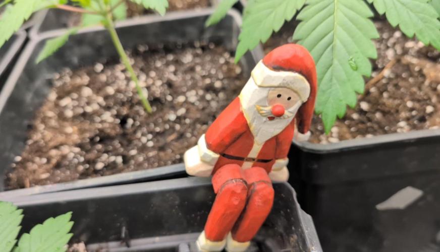 Limoncello Barneys's Farm. Week 2