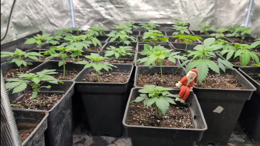 Limoncello Barneys's Farm. Week 2