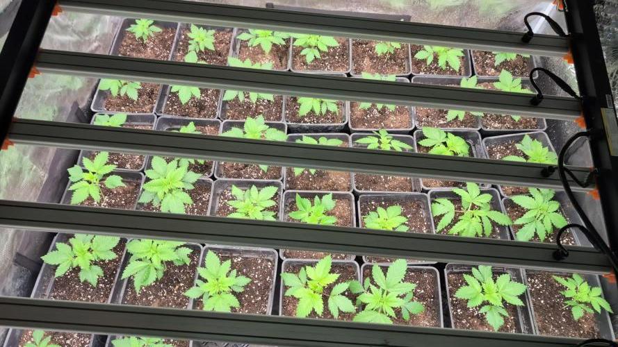 Limoncello Barneys's Farm