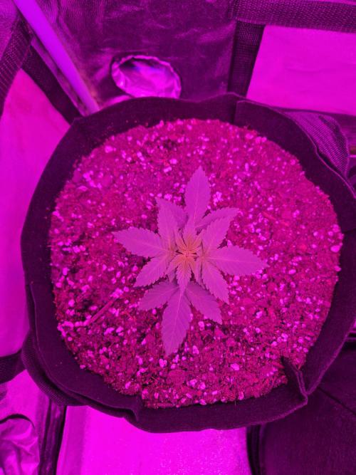 Newgrow25
