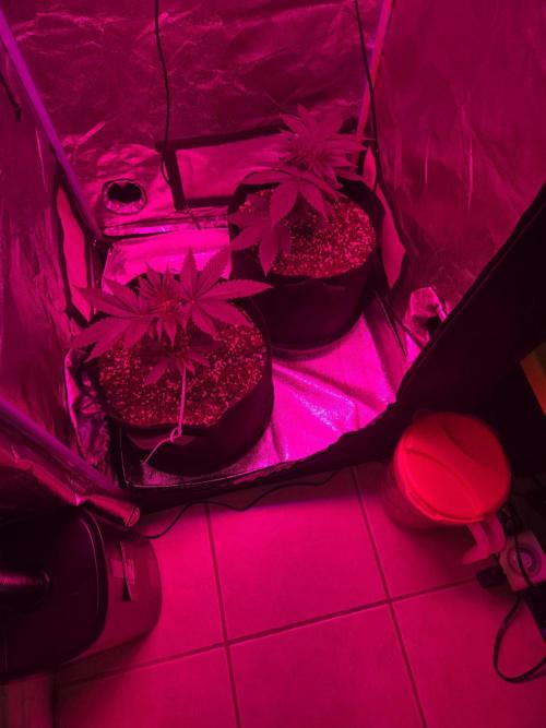 Newgrow25