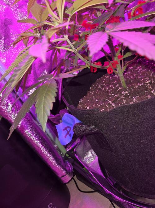 Newgrow25