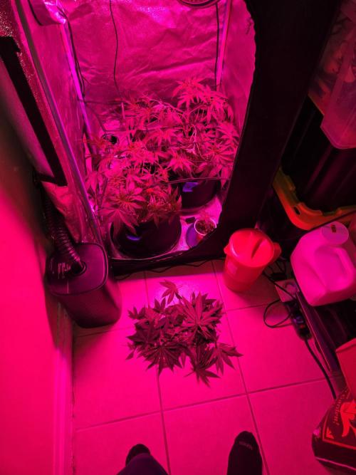 Newgrow25