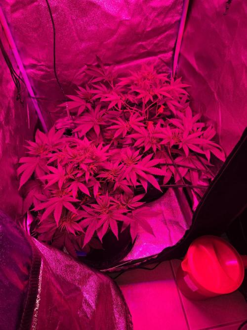 Newgrow25