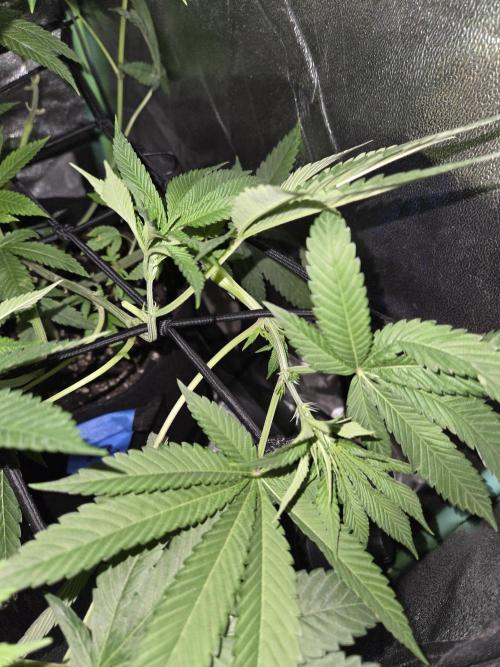Newgrow25