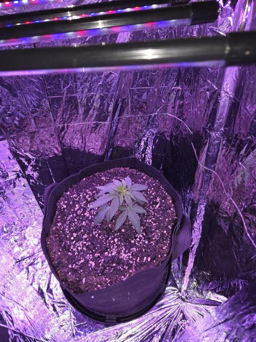 Newgrow25