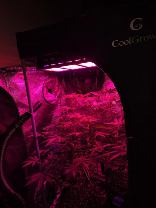 Newgrow25