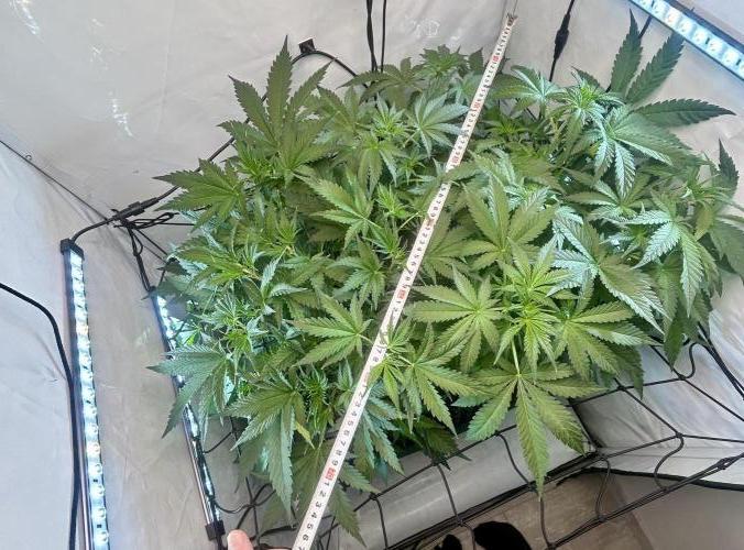 Fast Buds BPP AF-LIVING SOIL. Week 6