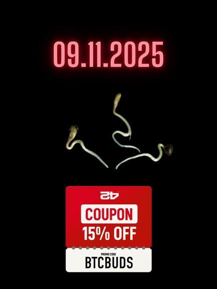 Living soil BPP Auto from Fast Buds. Week 0 - 9.11.2025-16:00 (4:00 PM): First photo shoot