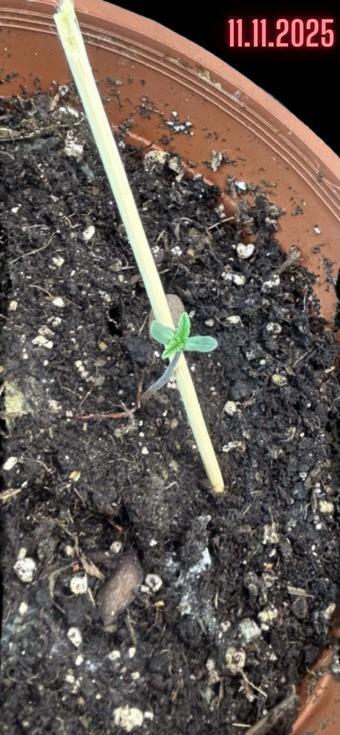 Living soil BPP Auto from Fast Buds. Week 1 - irst True Leaf on the Scene-I took another photos today! Beautiful