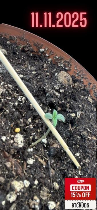 Living soil BPP Auto from Fast Buds. Week 1 - irst True Leaf on the Scene-I took another photos today! Beautiful