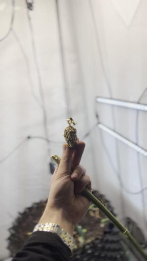 Fast Buds BPP AF-LIVING SOIL