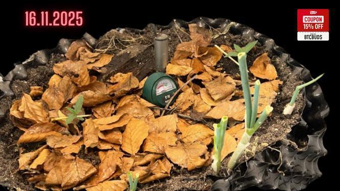 Living soil BPP Auto from Fast Buds. Week 2