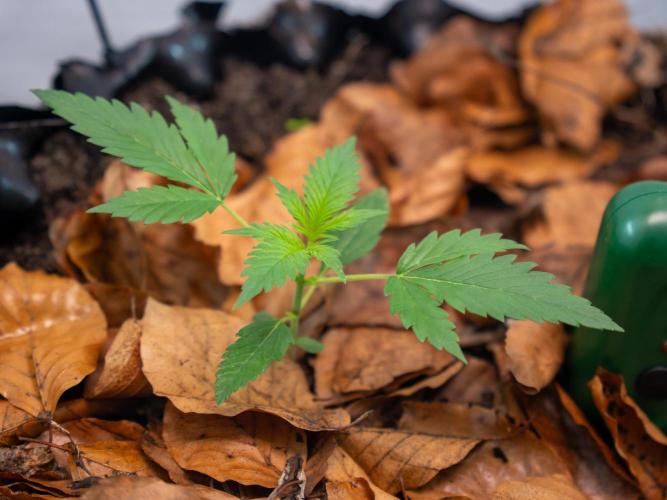 Fast Buds BPP AF-LIVING SOIL. Week 3 - Beauty 