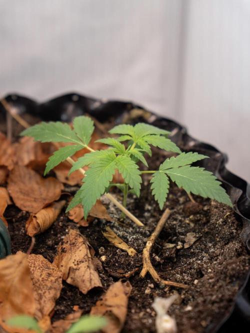 Fast Buds BPP AF-LIVING SOIL. Week 3 - Little leaf drop after dark 