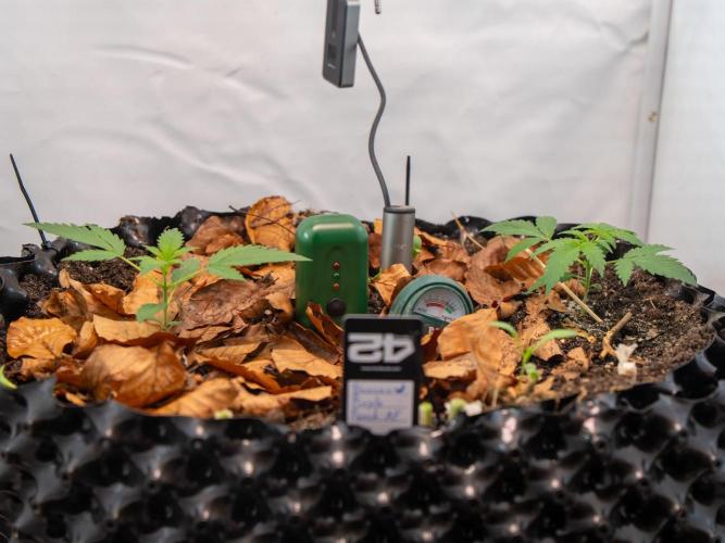 Fast Buds BPP AF-LIVING SOIL. Week 3