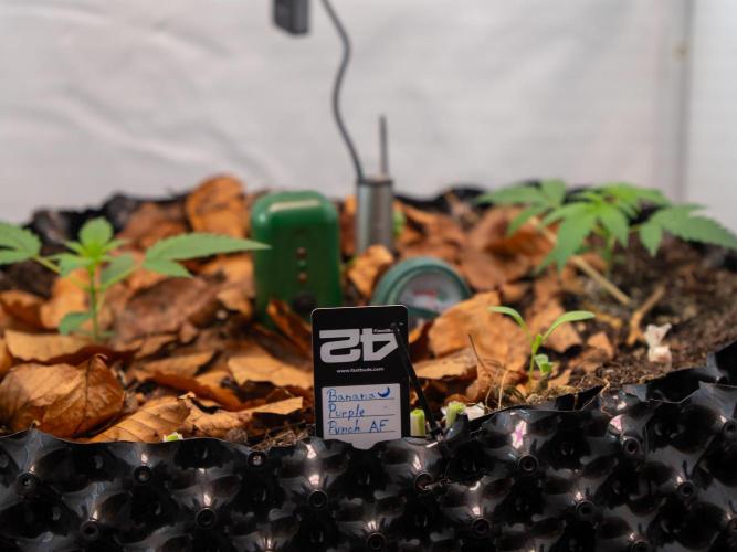 Fast Buds BPP AF-LIVING SOIL. Week 3