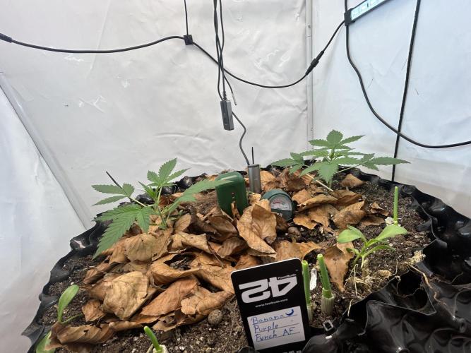 Fast Buds BPP AF-LIVING SOIL. Week 3