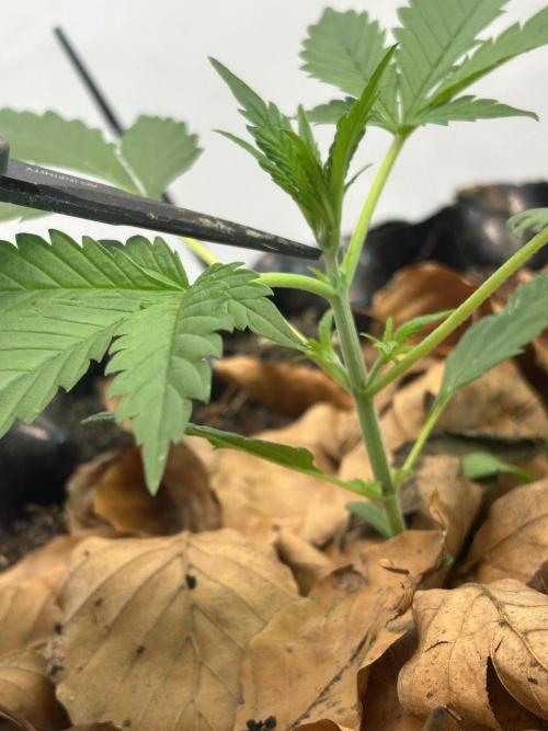 Fast Buds BPP AF-LIVING SOIL. Week 3