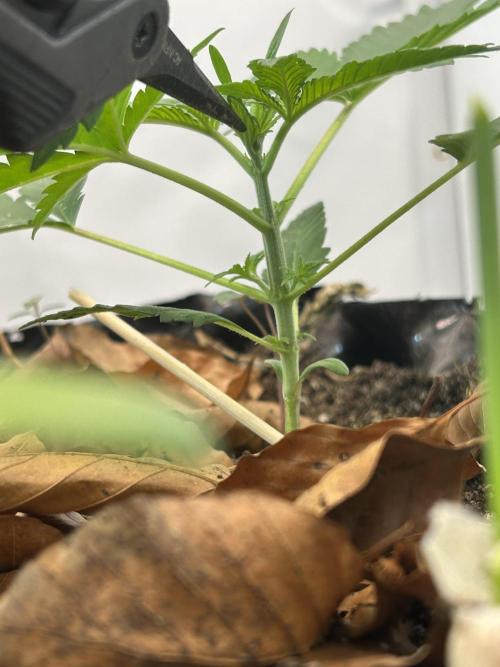 Fast Buds BPP AF-LIVING SOIL. Week 3