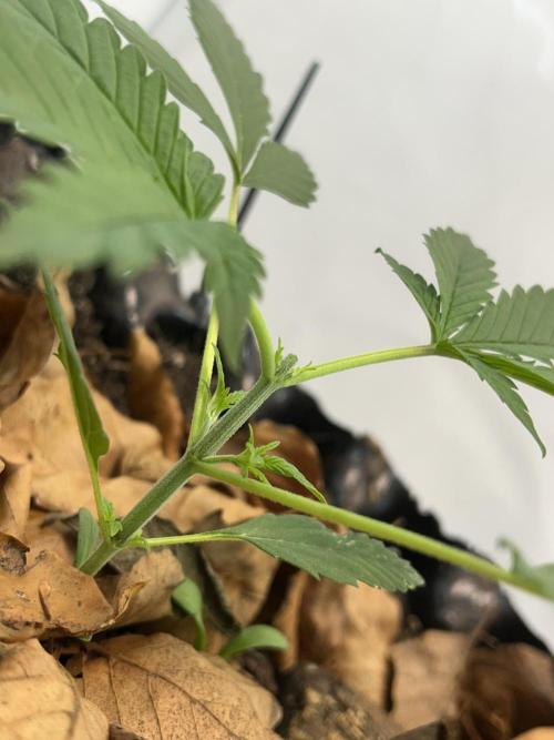 Fast Buds BPP AF-LIVING SOIL. Week 3