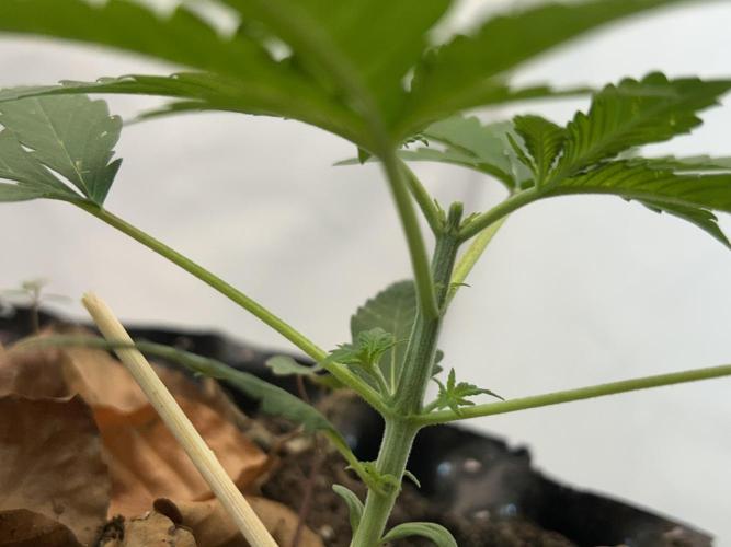 Fast Buds BPP AF-LIVING SOIL. Week 3