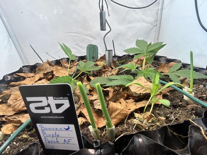 Fast Buds BPP AF-LIVING SOIL. Week 3