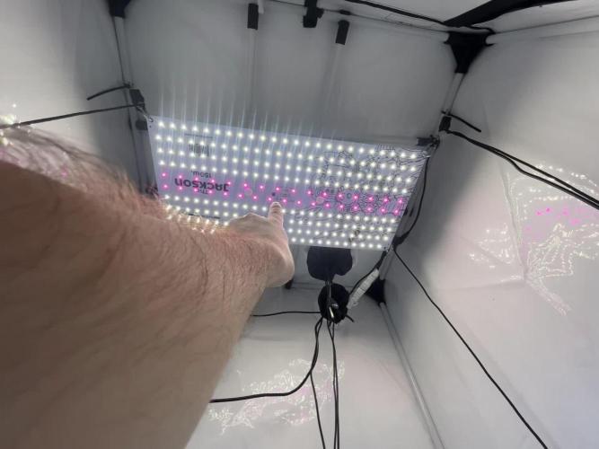 Fast Buds BPP AF-LIVING SOIL