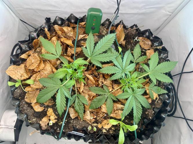 Fast Buds BPP AF-LIVING SOIL. Week 4 - One love 