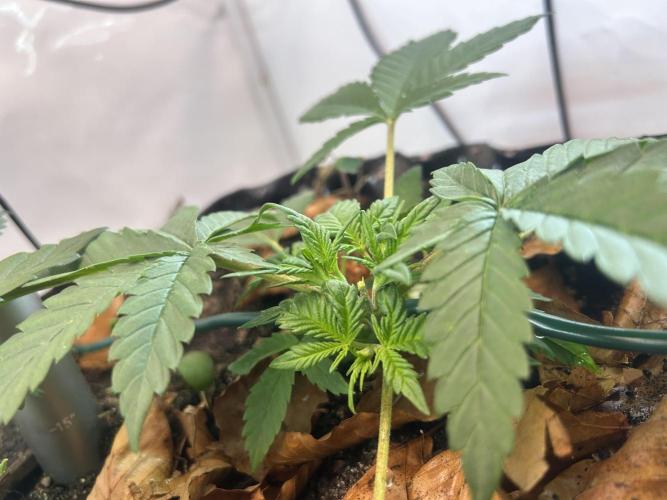 Fast Buds BPP AF-LIVING SOIL. Week 4